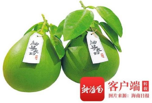 消博會澄邁柚子 國際農(nóng)民豐收節(jié)貿(mào)易會助推農(nóng)產(chǎn)品邁向全球市場